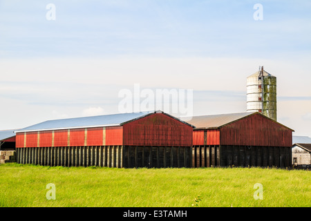 Due fienili rosso e torre di silo in campo. Foto Stock