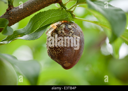 Marciume bruno malattia fungina (Monilinia fructicola) su prugna - USA Foto Stock