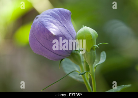 Il palloncino di piante e fiori Platycodon grandiflorus Foto Stock