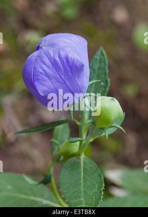 Il palloncino di piante e fiori Platycodon grandiflorus Foto Stock