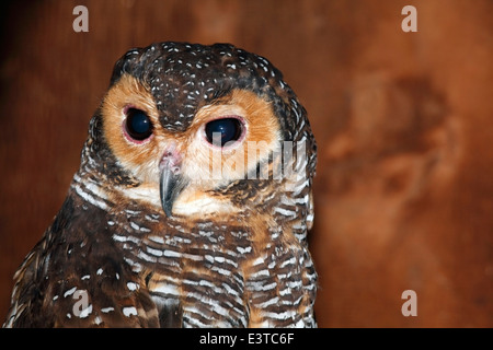 Legno marrone Owl, Strix leptogrammica. Bali, Indonesia. Foto Stock