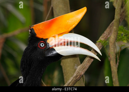 Rhinoceros Hornbill, Buceros rhinoceros, femmina. Primo piano della testa e il becco Foto Stock