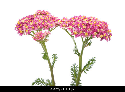 Achillea fiori isolati su sfondo bianco Foto Stock
