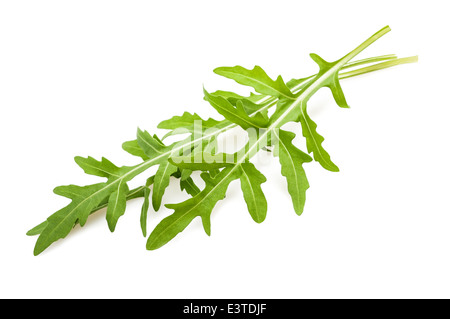 La rucola ciuffo isolato su bianco Foto Stock