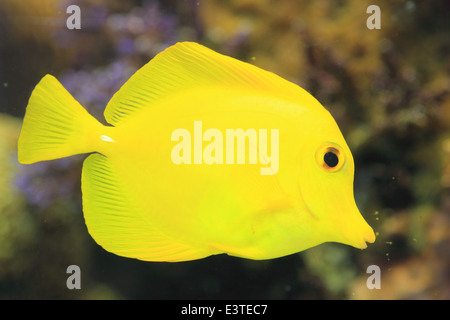 Giallo pesce chirurgo (Zebrasoma flavescens) in Giappone Foto Stock