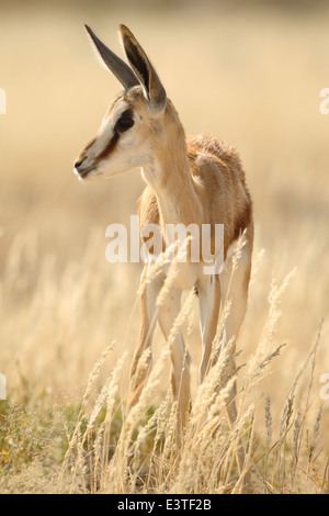Springbok. Foto Stock