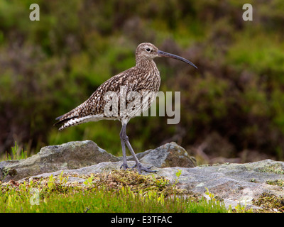 Eurasian curlew appollaiato sulla roccia Foto Stock