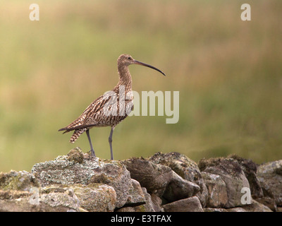 Eurasian curlew appollaiato sulla pietra a secco la parete Foto Stock