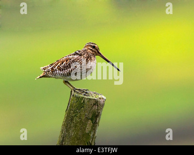 Beccaccino appollaiato sul palo da recinzione Foto Stock