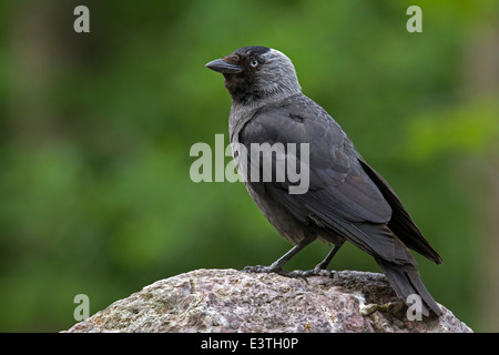 Cornacchia Mantellata / Corwus corone Foto Stock