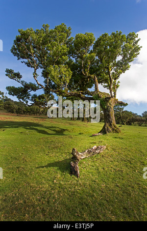 Vecchio bay allori, Madeira, Portogallo / Laurus nobilis Foto Stock