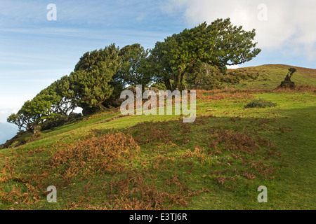 Vecchio bay allori, Madeira, Portogallo / Laurus nobilis Foto Stock