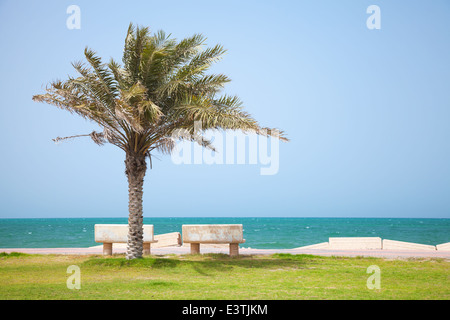 Data tree sulla costa del Golfo Persico, Arabia Saudita Foto Stock