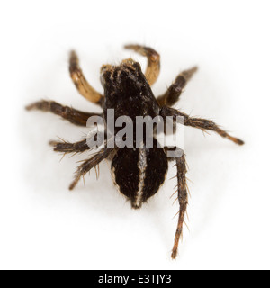 Voce maschile Jumping spider Aelurillus v-insignitus (V-fronteggiata ponticello), parte della Famiglia Salticidae. Isolato su sfondo bianco. Foto Stock