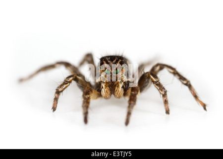 Voce maschile Jumping spider Aelurillus v-insignitus (V-fronteggiata ponticello), parte della Famiglia Salticidae. Isolato su sfondo bianco. Foto Stock