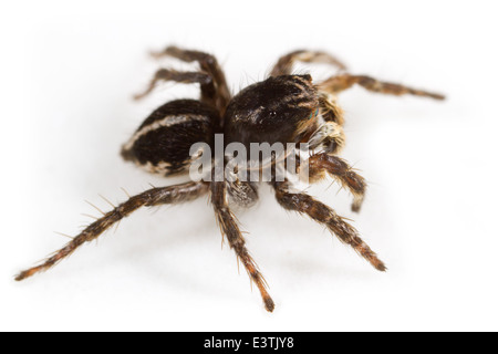 Voce maschile Jumping spider Aelurillus v-insignitus (V-fronteggiata ponticello), parte della Famiglia Salticidae. Isolato su sfondo bianco. Foto Stock