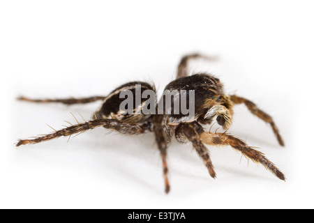 Voce maschile Jumping spider Aelurillus v-insignitus (V-fronteggiata ponticello), parte della Famiglia Salticidae. Isolato su sfondo bianco. Foto Stock