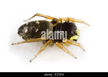 Femmina Heliophanus cupreus spider, parte della Famiglia Salticidae - Jumping ragni. Isolato su sfondo bianco. Foto Stock