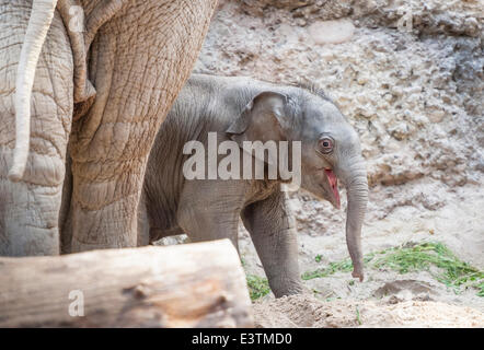 Zurigo, Svizzera. Il 28 giugno, 2014. Il 11-giorno vecchio elefante bambina che nasce a Zurigo il 17 giugno 2014, sta guardando la sua nuova casa allo zoo di Zurigo - sempre vicino alla sua grande madre 'indi'. Credito: Erik Tham/Alamy Live News Foto Stock