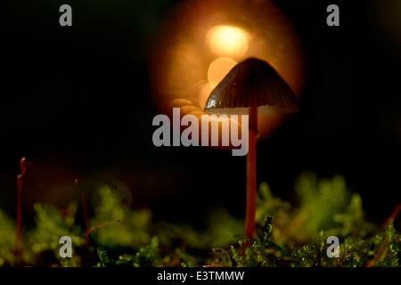 Scotch Bonnet (Marasmius oreades) in controluce Foto Stock