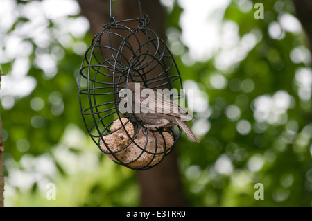 Juvenille Starling alimentazione sulle palle di grasso in un giardino DEL REGNO UNITO Foto Stock