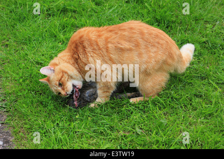 Lo zenzero cat mangiare coniglio morto Foto Stock