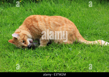 Lo zenzero cat mangiare coniglio morto Foto Stock