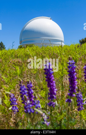La cupola della 200 pollici telescopio Hale al Palomar osservatorio con i lupini in primo piano della Contea di San Diego, California, Stati Uniti d'America Foto Stock