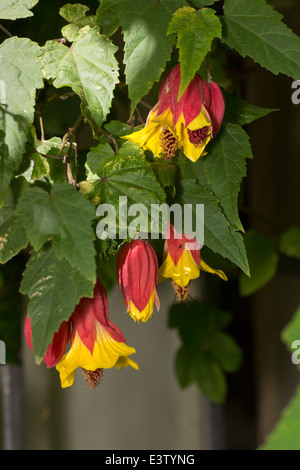 Appendere i fiori della fioritura, acero, Abutilon "Kentish Belle' Foto Stock