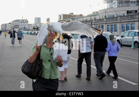 Brighton, Regno Unito. Il 29 giugno, 2014. Una donna è colto di sorpresa come gabbiani un aringa Gull Larus argentatus rubare la sua ciambelle come lei cammina lungo la Brighton Seafront Foto Stock