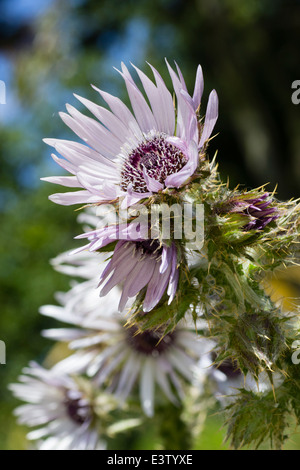 Fiore pungenti testa del thistle relativa, Berkheya purpurea Foto Stock