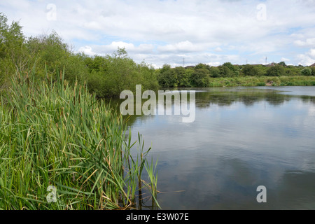 Grove piscina, Buckpool & Piscina Fens Riserva Naturale, Brierley Hill, West Midlands, England, Regno Unito Foto Stock