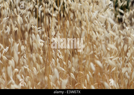 A secco di paglia di avena piante di cereali in estate. Natura astratta sfondo. Foto Stock