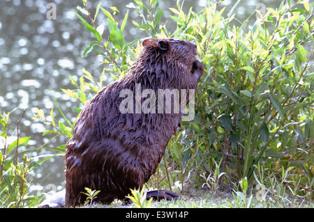 North American Beaver (Castor canadensis) Foto Stock