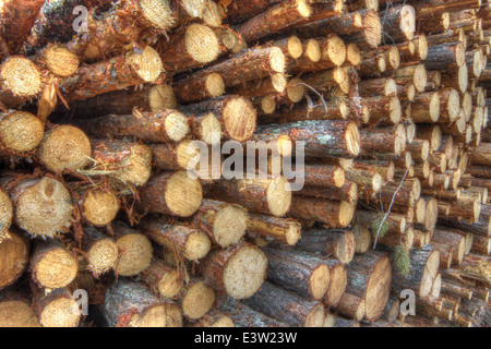 Taglio fresco tree logs ammucchiati close-up Foto Stock