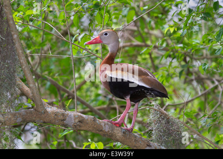 Rospo sibilo anatra (Dendrocygna autumnalis) in una struttura ad albero. Brazos Bend State Park, Needville, Texas, Stati Uniti d'America. Foto Stock