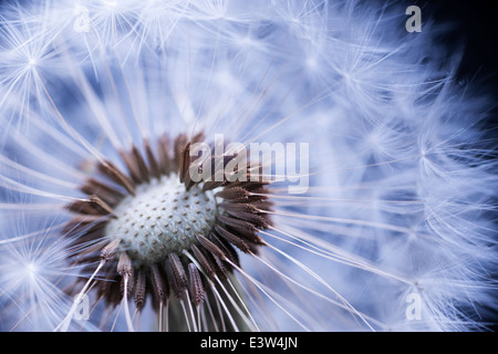 Tarassaco seme head macro close up con alcuni semi mancante Foto Stock