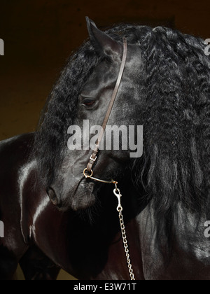 Nero cavallo Frisone bassa ritratto della chiave Foto Stock