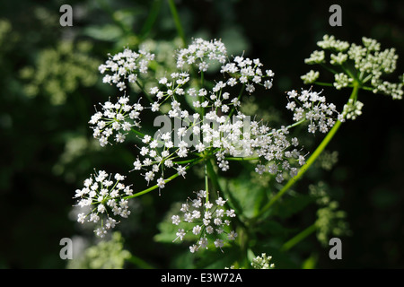 Anthriscus sylvestris, mucca prezzemolo, fiori Foto Stock