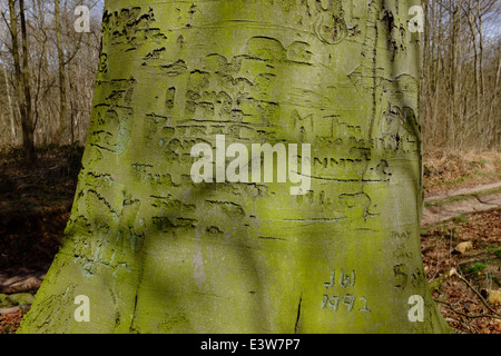 Graffiti scolpito sul carrello di un bosco di faggi Foto Stock