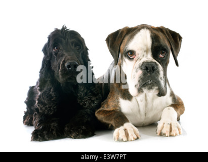 Ritratto di una razza cocker inglese e boxer in studio Foto Stock