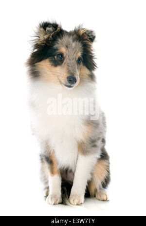 Ritratto di una razza Shetland cucciolo di fronte a uno sfondo bianco Foto Stock