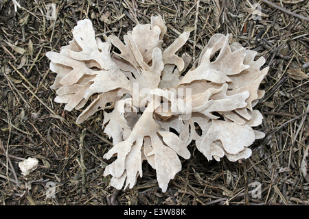 Fronde di Hornwrack Flustra foliacea, un Bryozoan o tappetino di mare Foto Stock