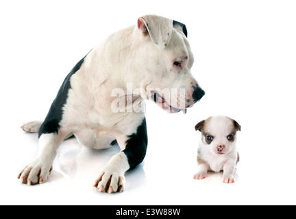 Razza american staffordshire terrier e cucciolo chihuahua davanti a uno sfondo bianco Foto Stock