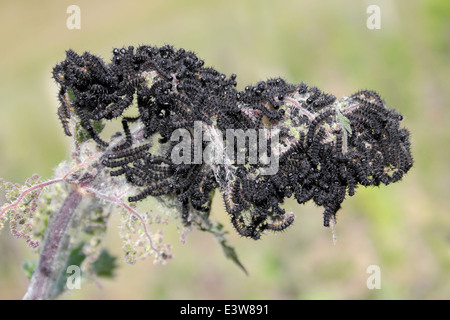 Peacock Inachis io bruchi alimentare su comuni ortica Urtica dioica Foto Stock