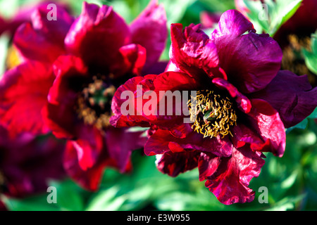 Paeonia suffruticosa, le Peonie sono perenni, semiarbusti e arbusti con foglie alternate, pinnate o profondamente divise Foto Stock