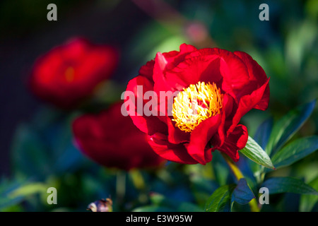 Le peonie rosse sono una pianta perenne, semi-arbusto e arbusti con foglie alternate, pinnate o profondamente divise, la Peonia Rossa Foto Stock