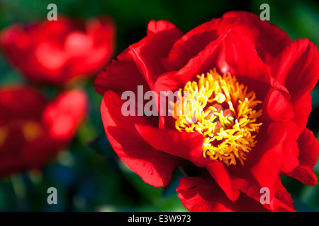 Le peonie rosse sono una pianta perenne, semi-arbusto e arbusti con foglie alternate, pinnate o profondamente divise, la Peonia Rossa Foto Stock