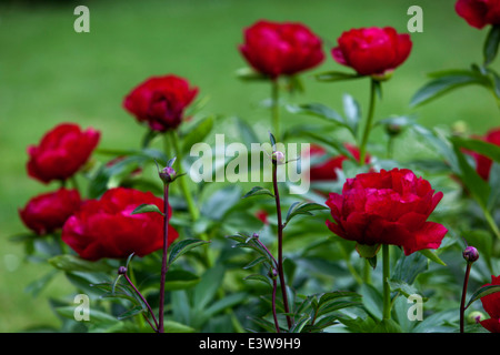 Le peonie rosse sono piante perenni, semi-arbusti e arbusti con foglie alternate, pinnate o profondamente divise, pony rossa Foto Stock