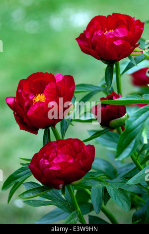 Le peonie rosse sono piante perenni, semi-arbusti e arbusti con foglie alternate, pinnate o profondamente divise, pony rossa Foto Stock